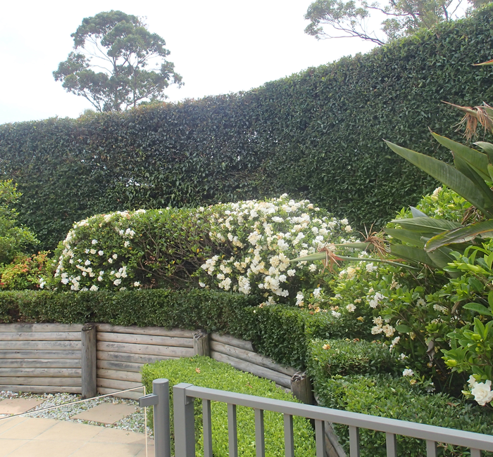 Hedge Planting & Trimming Service Northern Beaches Call PGS 0449 880369